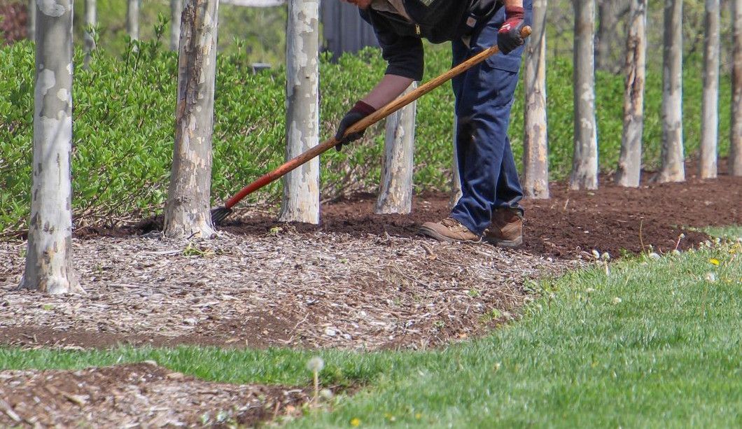 Man working with rake on a row of trees in a spring orchard, enhancing soil quality.